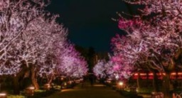 MainArea02梅林エリア