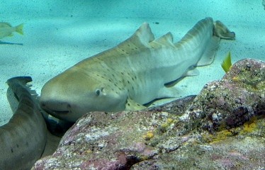 単為生殖で誕生したトラフザメの子供