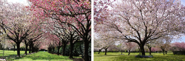 十色桜の並木