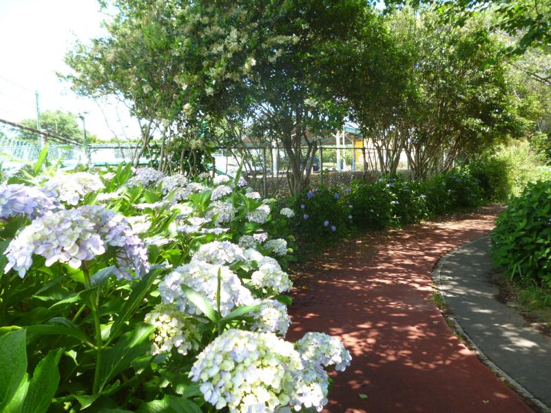 砂沼広域公園遊歩道の紫陽花