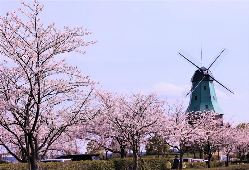 風車と桜の写真