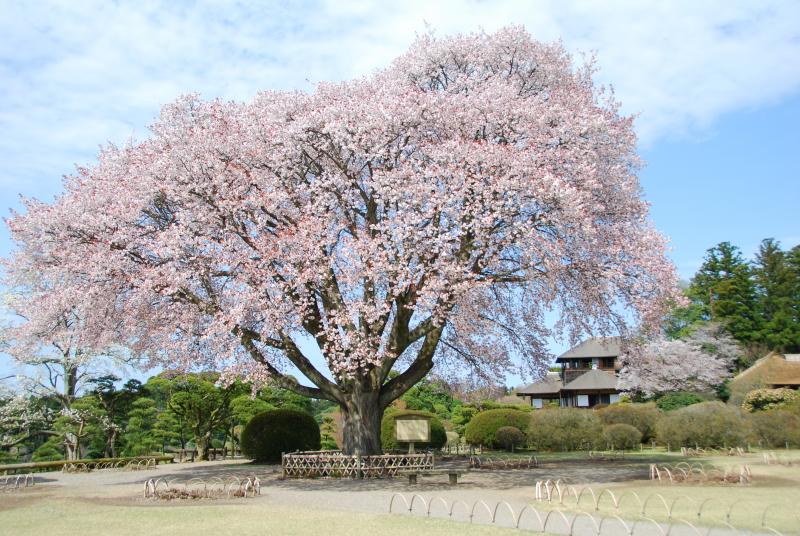 左近の桜の写真1