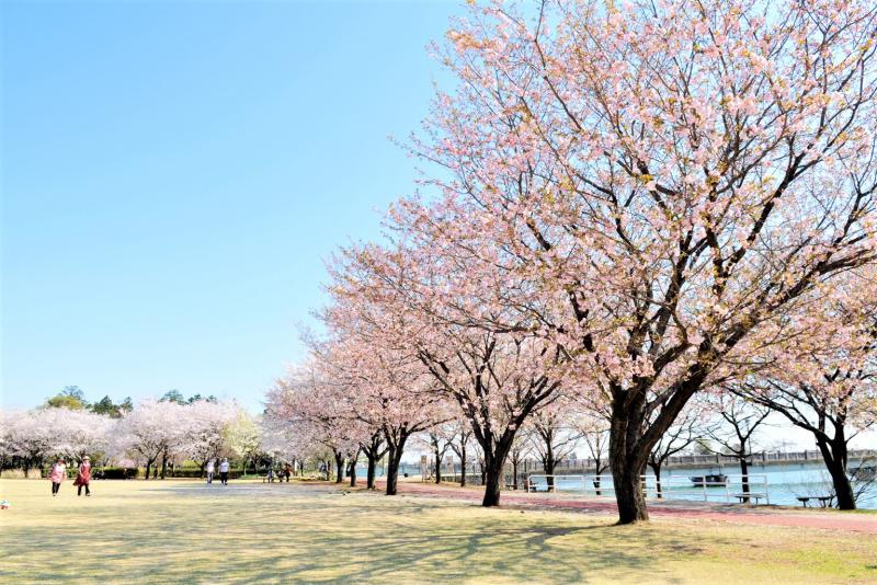 砂沼広域公園の遊歩道の桜1