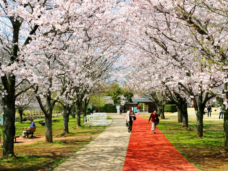 砂沼広域公園遊歩道の桜2