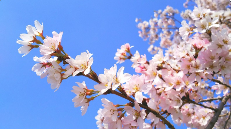 四季の原の桜の写真
