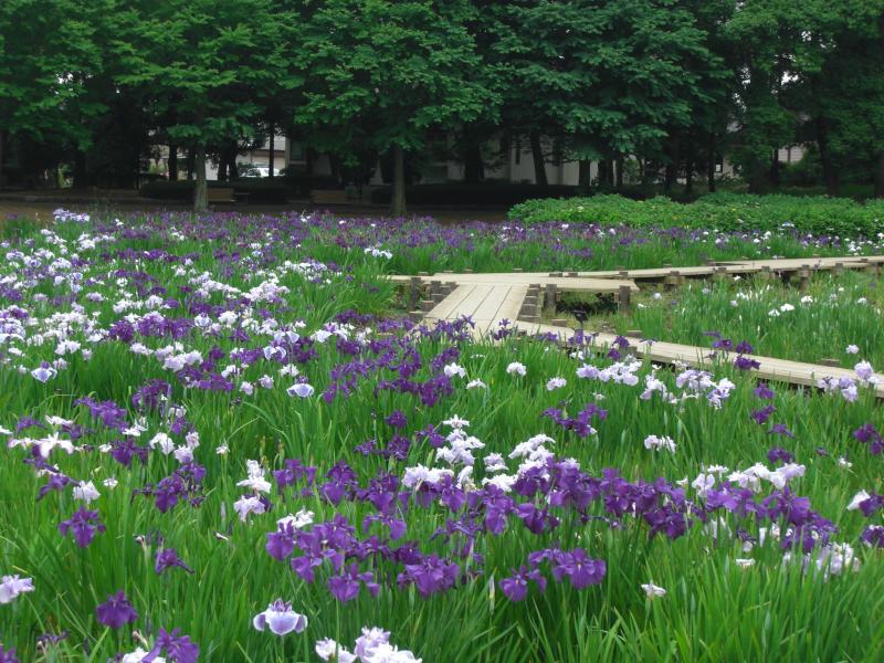 砂沼広域公園の菖蒲園の写真