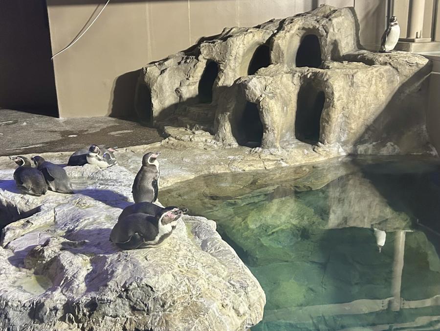 アクアワールドペンギン