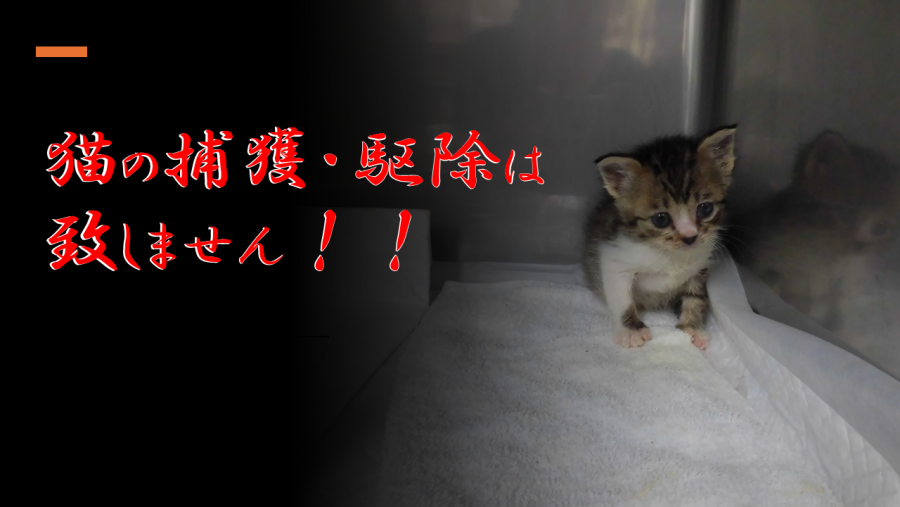 猫の捕獲・駆除は致しません！と書かれた画像