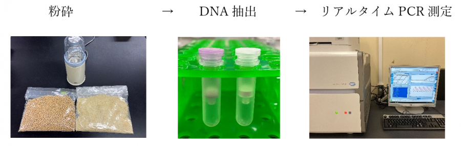 遺伝子組換えダイズの検査の流れ