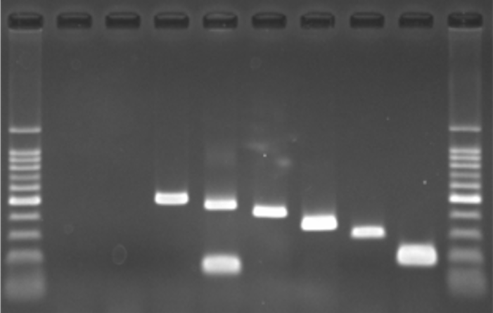 遺伝子検査の写真
