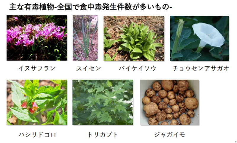 主な有毒植物