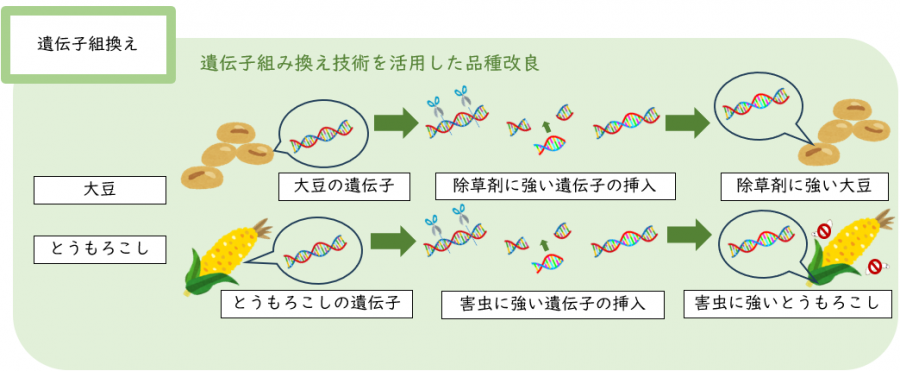 遺伝子組換え