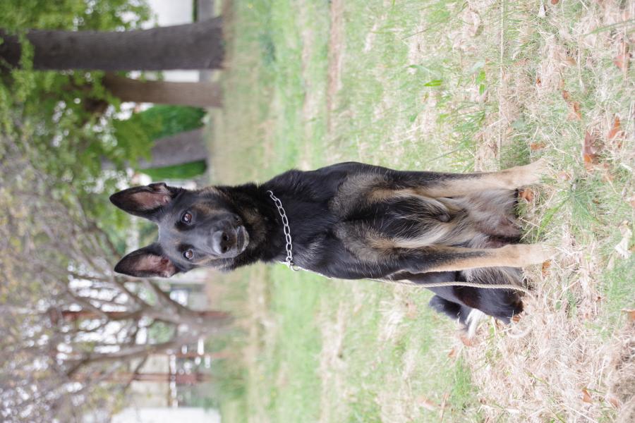 イェリアオブヤングファイター