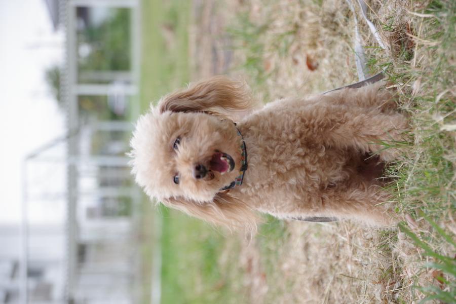 エディオブクロードヴェッヒ