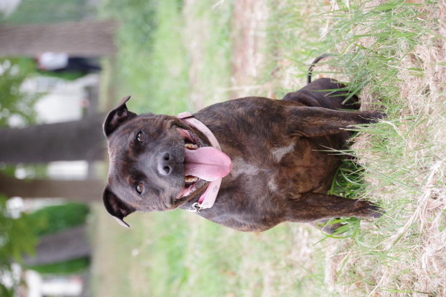 リリーオブスワロフスキー