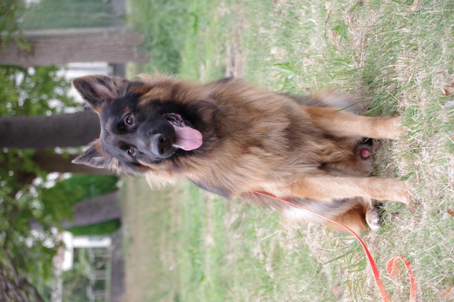 ルーファスフォンシュテルンホシノ