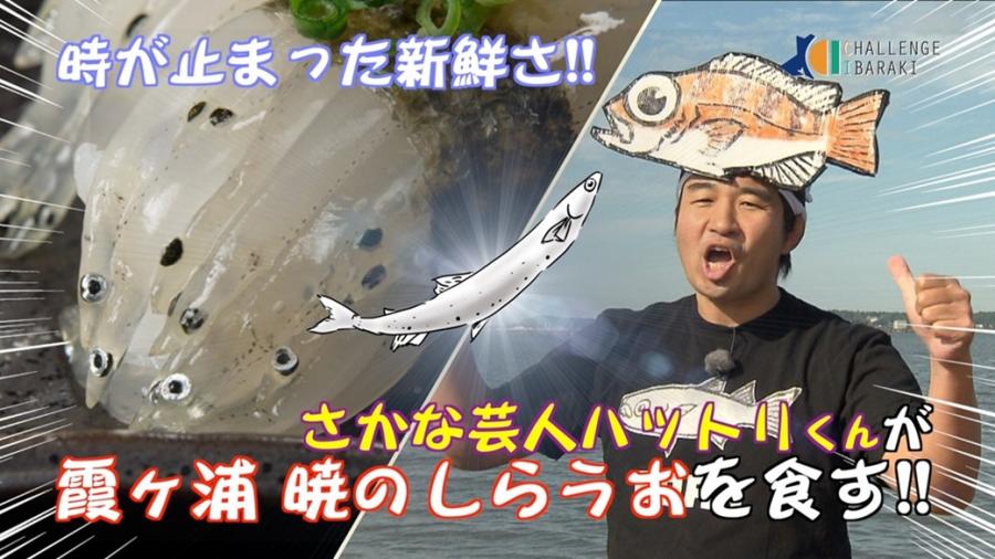 challengeibarakishirauo