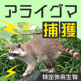 アライグマ捕獲