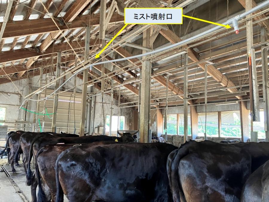 牛舎へ設置されたミスト装置の写真