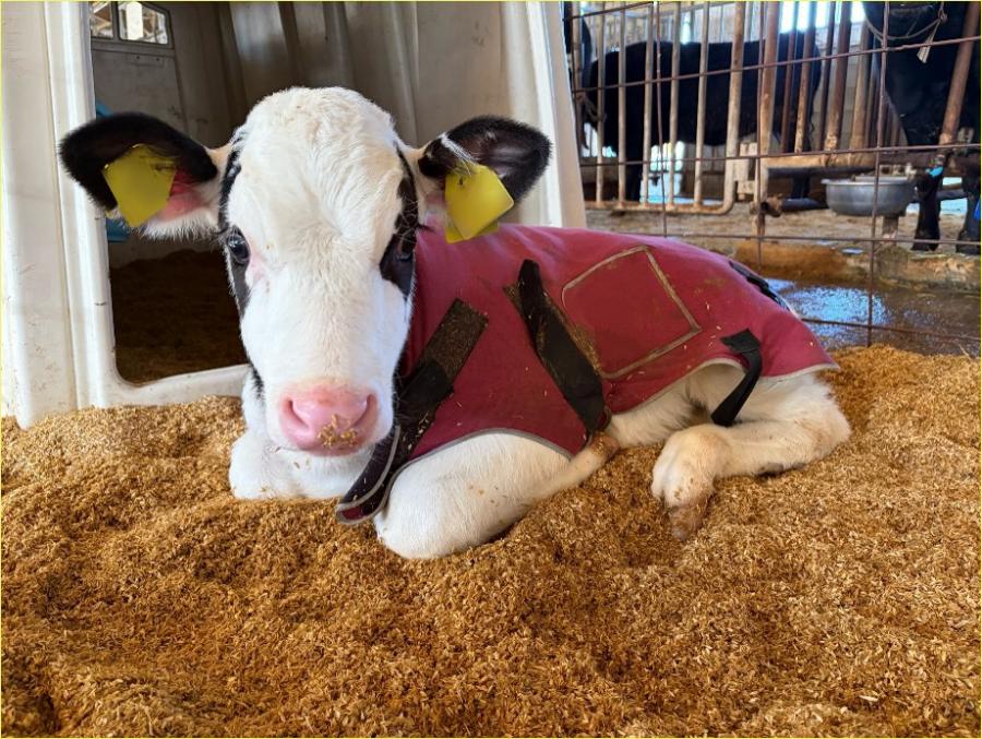 カーフジャケットを着用した子牛