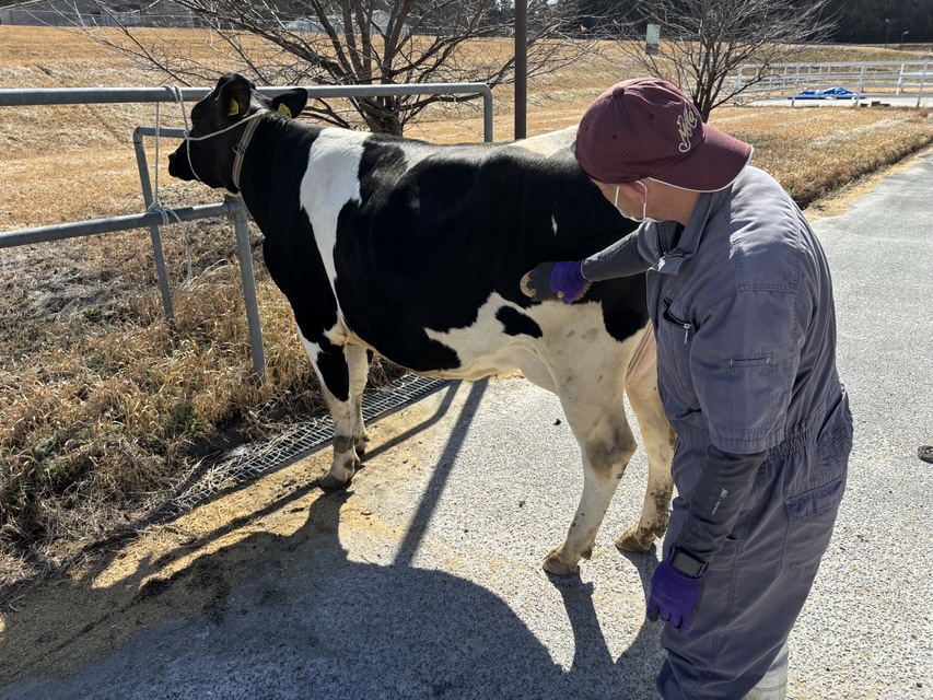 牛のブラッシングの様子