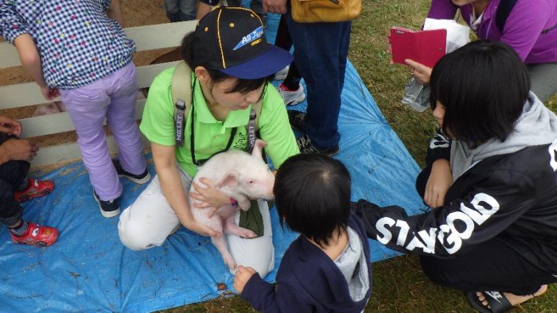 こぶたとのふれあい