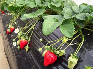 写真：茨城県オリジナルいちご品種「いばらキッス」の栽培の様子
