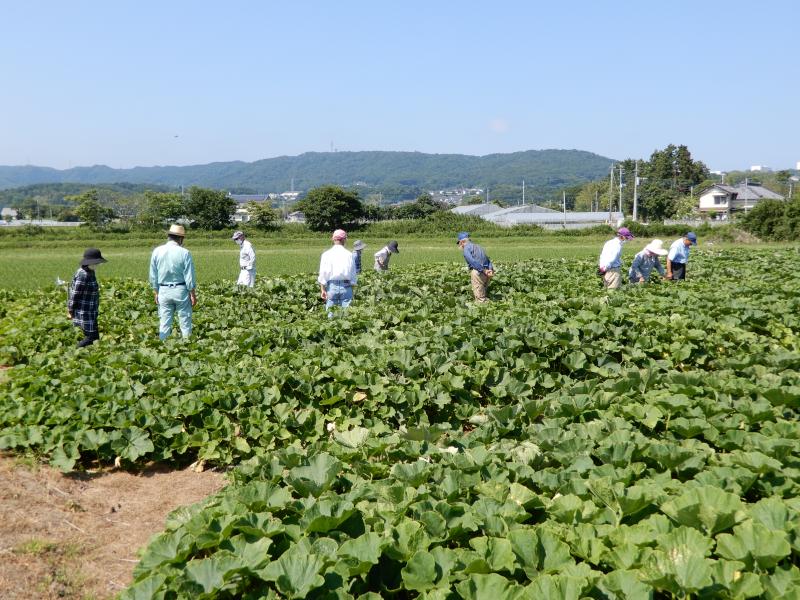 茂宮特産物研究会の会員によるかぼちゃの生育・着果状況の確認