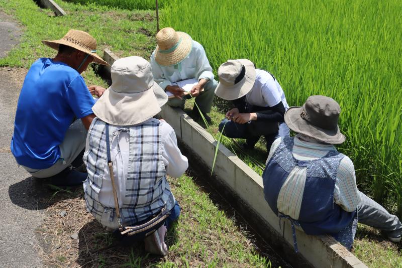 生産者と一緒に出穂期の予測