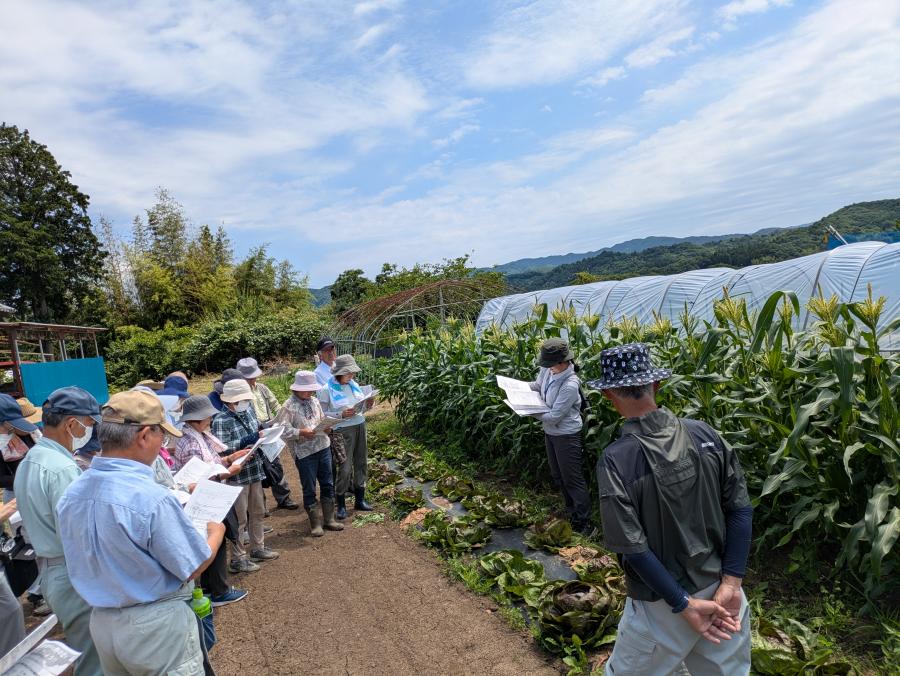 トウモロコシ圃場の様子