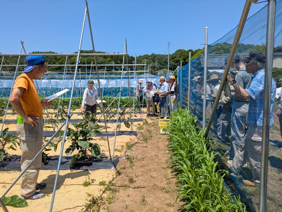 ナス圃場の様子