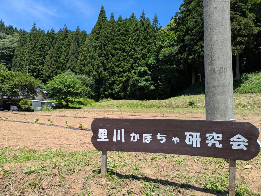 カボチャ1