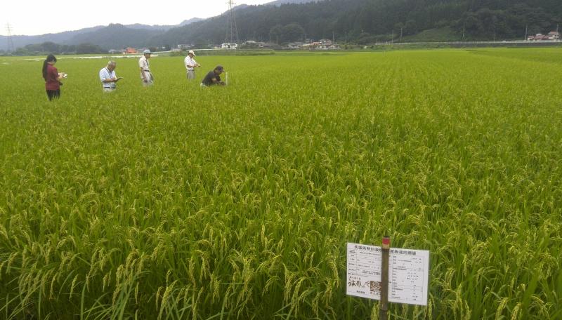 平成29年産米「県北コシヒカリ」が米の食味ランキングで最上級の評価である「特A」取得