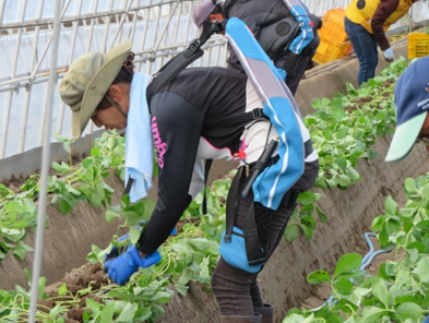 イチゴ定植作業