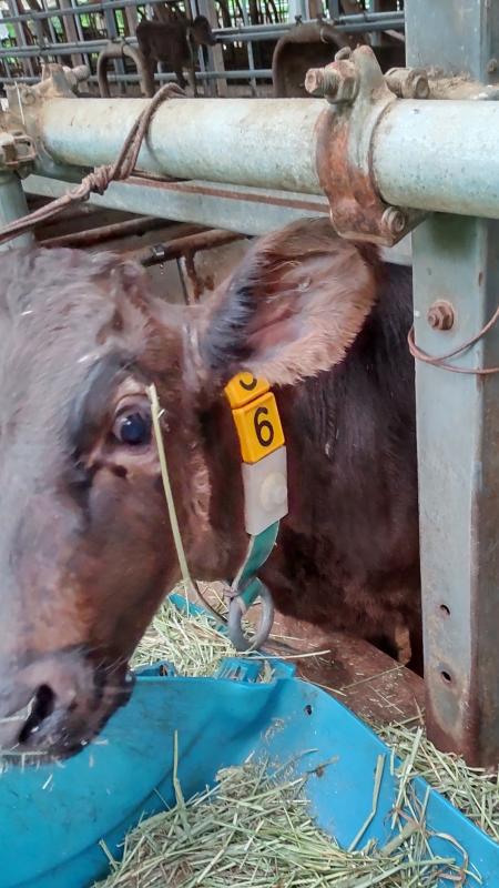 子牛の首センサー