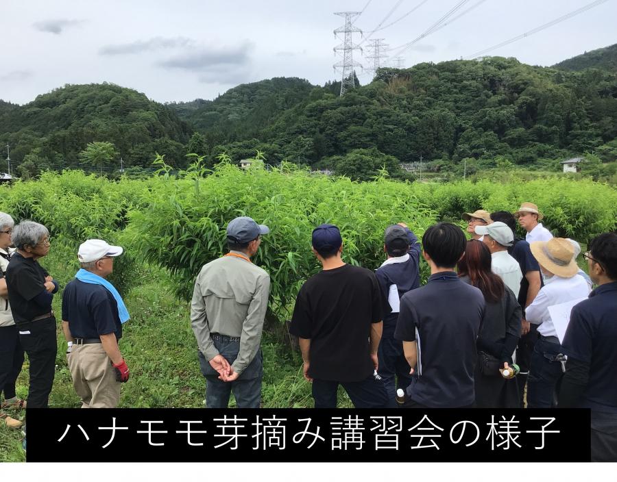 ハナモモ芽摘み講習会の様子