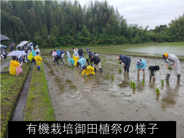 有機栽培御田植祭