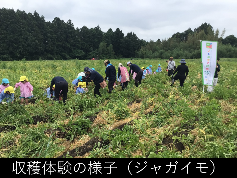 収穫祭の様子ジャガイモ
