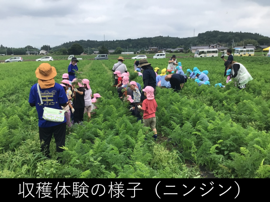 収穫祭の様子ニンジン