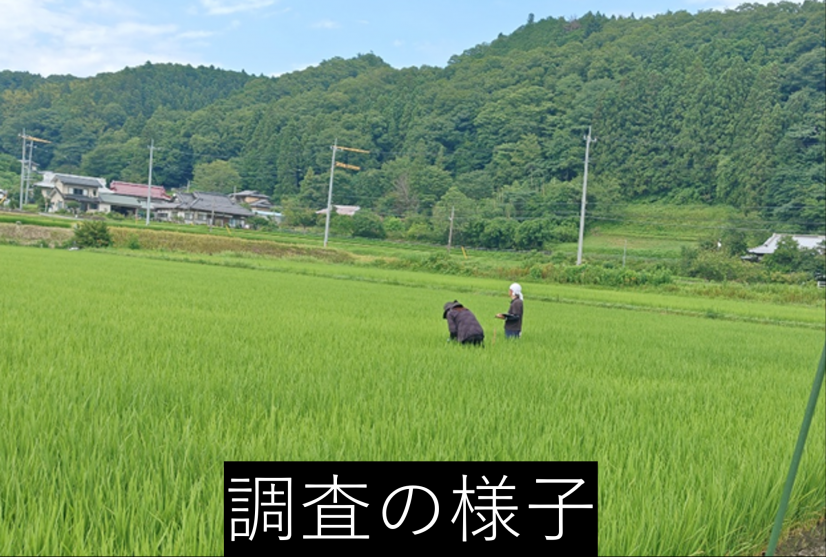 調査の様子