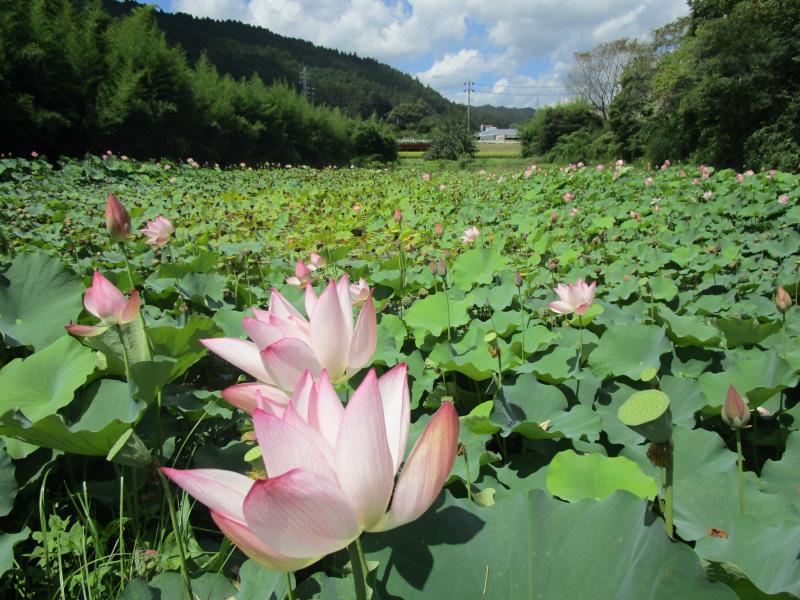 潅水状態で栽培しているハス