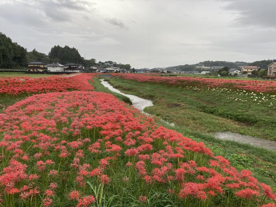 源氏川の彼岸花1