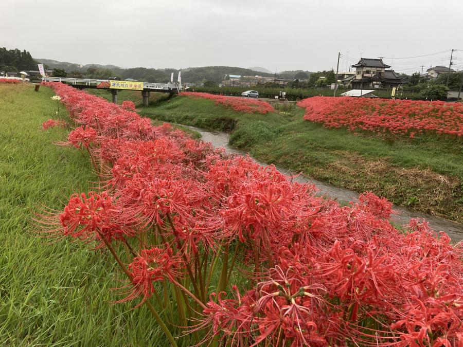 源氏川の彼岸花2