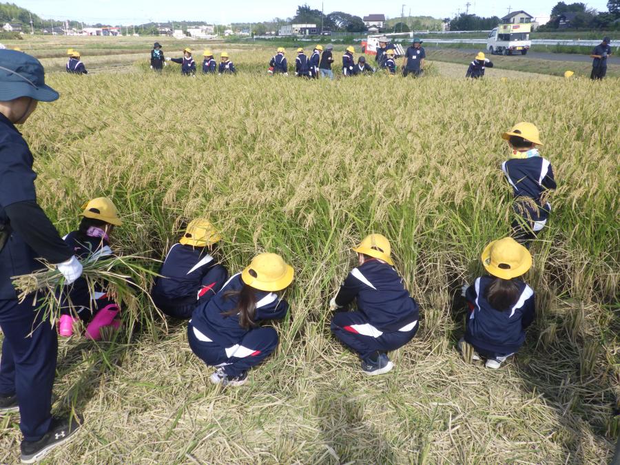 小学生の稲刈の様子