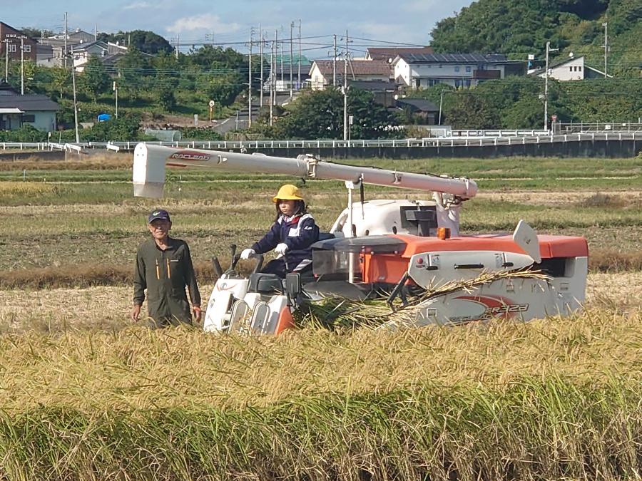 コンバインで小学6年生が稲刈する様子