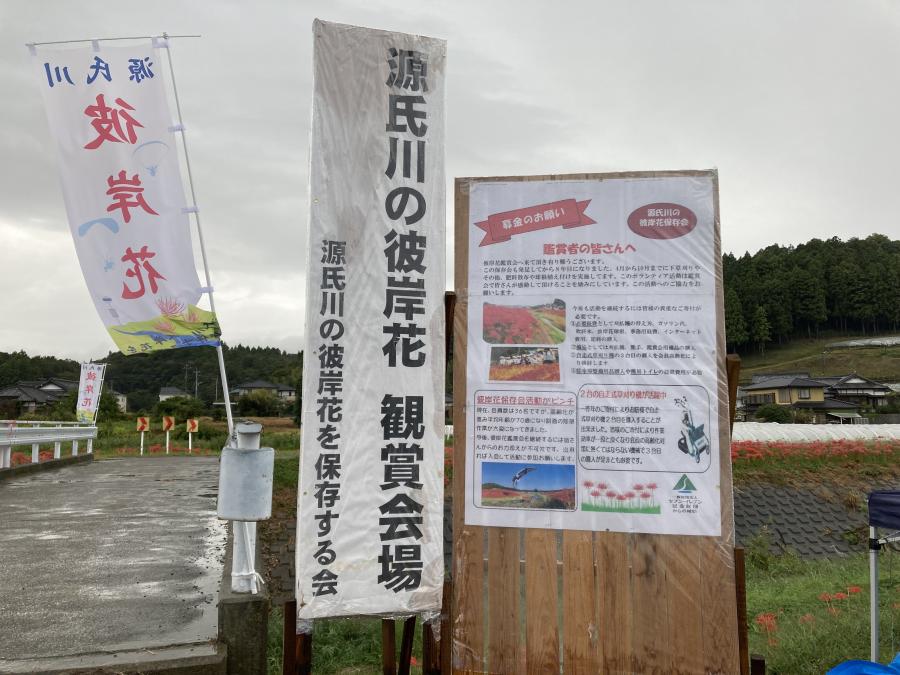 源氏川の彼岸花3