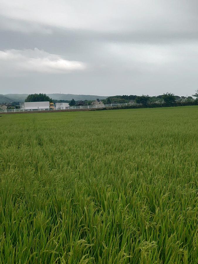 田んぼ、遠景