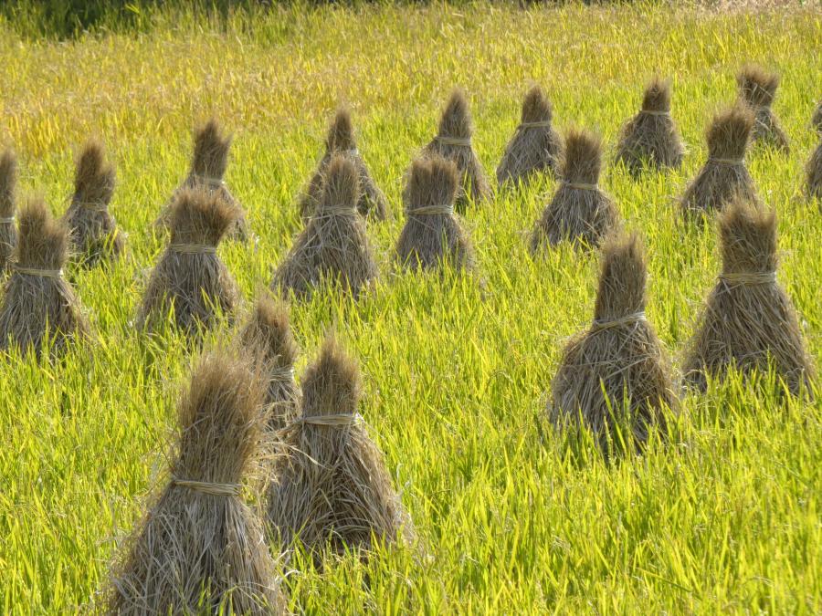 藁立て2