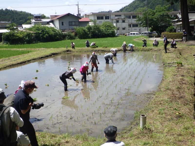 中田植えの様子