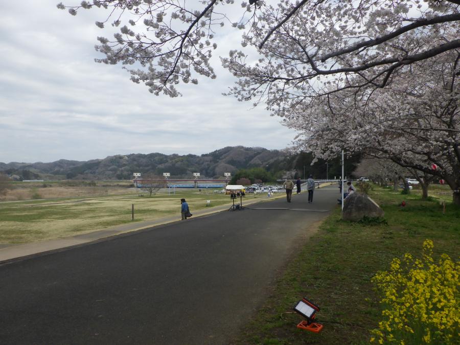 辰ノ口親水公園の桜2025
